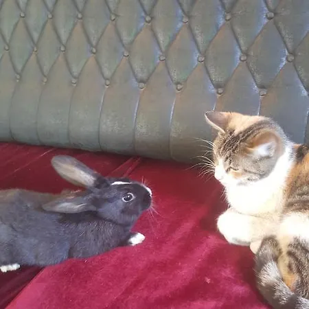 Green Hostel Hostel *