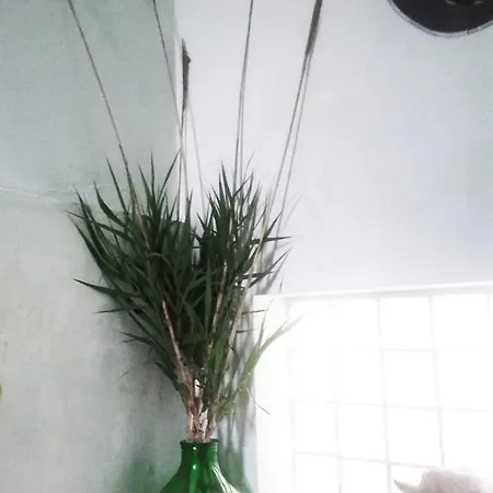 Vandrerhjem Green Hostel Tirana